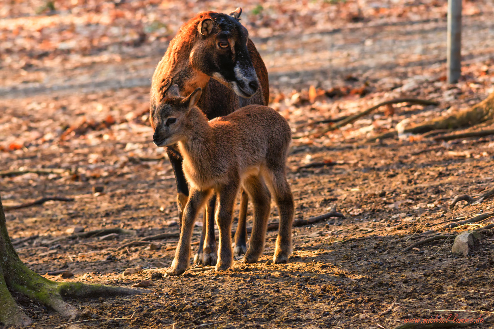 Wildpark Christianental Wernigerode
