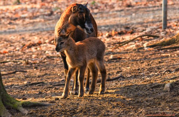 Wildpark Christianental Wernigerode